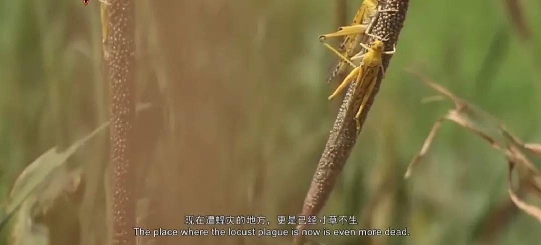 全球各地出现神秘病毒，澳洲蝙蝠灾后又现蛇灾！一切都指向一个原因... - 12