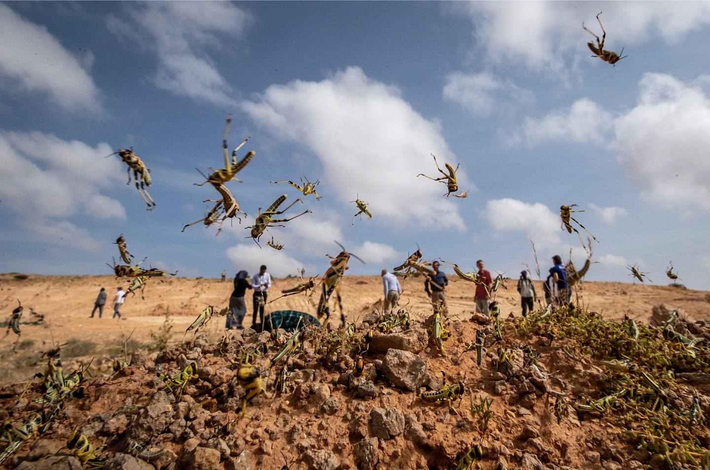 索马里沙漠蝗灾之景，當地因中央政府羸弱，而無法有效滅蝗。（AP）