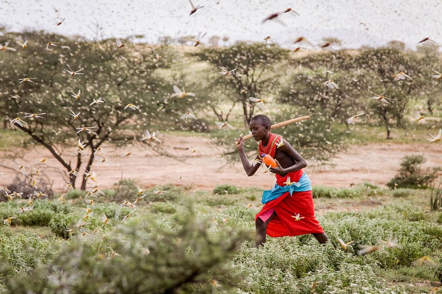 肯尼亚小男孩正用木棍驱赶空气中的沙漠蝗虫。蝗虫疫情正在东非蔓延，对粮食安全构成了前所未有的威胁。（AP）