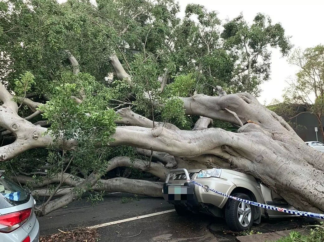 悉尼惨遭“天打雷劈”，Chatswood男子命丧街头！交通延误，树倒屋塌！气象局警告：今晚恐将继续（组图） - 35