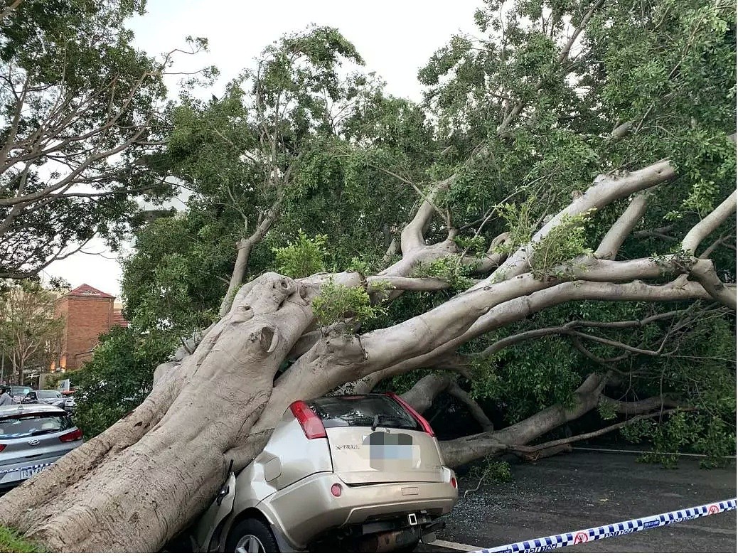 悉尼惨遭“天打雷劈”，Chatswood男子命丧街头！交通延误，树倒屋塌！气象局警告：今晚恐将继续（组图） - 36