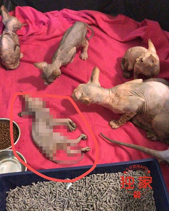 尸体“皮包骨”！澳中国留学生虐狗被判刑！无良华人寄养公寓被查处，猫狗死状凄惨 - 13