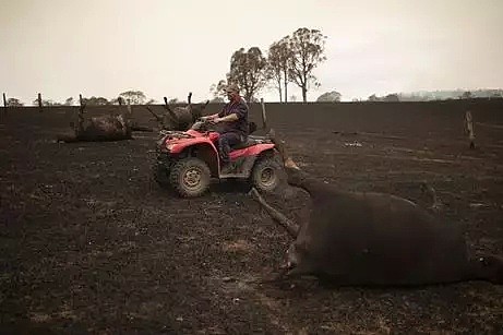 森林大火灭了！澳洲近期肉价菜价飙涨！政府：理解农民的处境，消费者掏腰包！ - 6