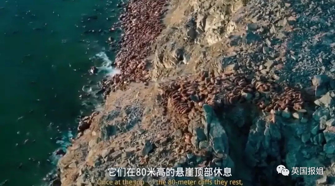 海象集体坠崖，50万青口被晒熟…大自然正上演最惨烈的报复？（组图） - 3