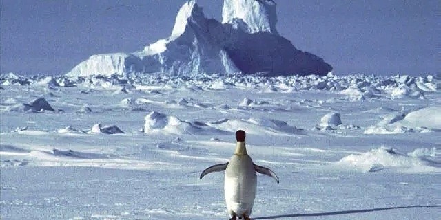 南极温度超过可怕的20度，企鹅数量锐减75%。今年对于地球也是地狱开局...（组图） - 7