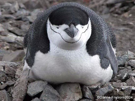 南极温度超过可怕的20度，企鹅数量锐减75%。今年对于地球也是地狱开局...（组图） - 17