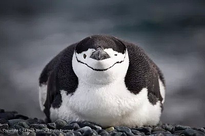 南极温度超过可怕的20度，企鹅数量锐减75%。今年对于地球也是地狱开局...（组图） - 18