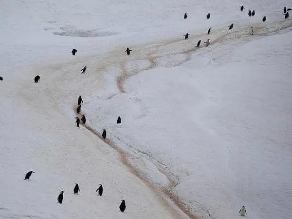 南极温度超过可怕的20度，企鹅数量锐减75%。今年对于地球也是地狱开局...（组图） - 25