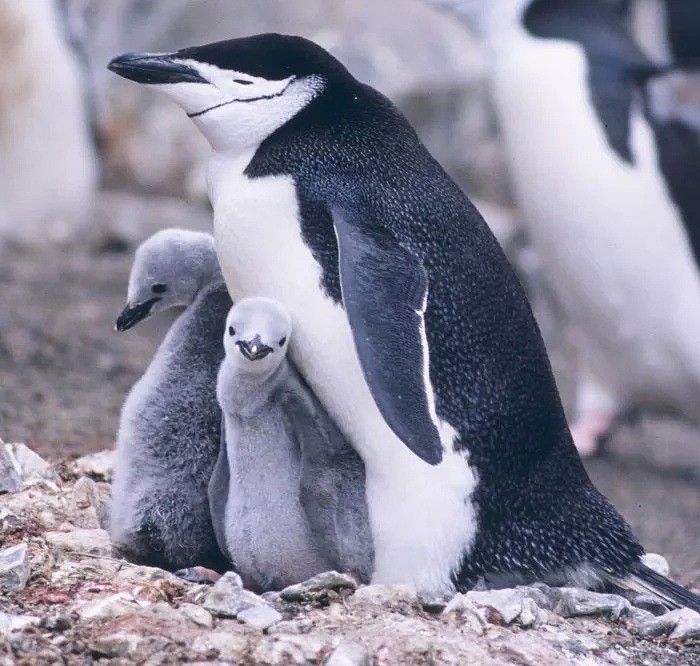 南极温度超过可怕的20度，企鹅数量锐减75%。今年对于地球也是地狱开局...（组图） - 26