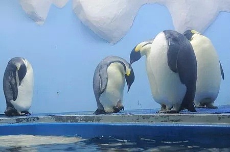 南极温度超过可怕的20度，企鹅数量锐减75%。今年对于地球也是地狱开局...（组图） - 29