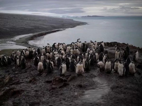 南极温度超过可怕的20度，企鹅数量锐减75%。今年对于地球也是地狱开局...（组图） - 35