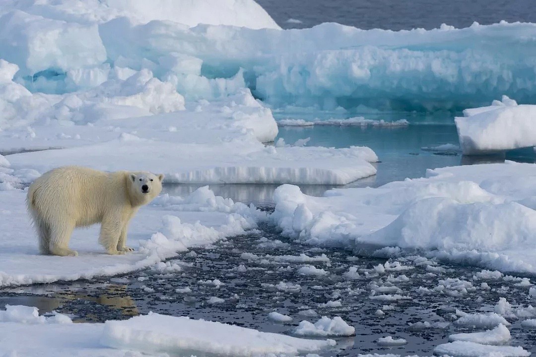 南极温度超过可怕的20度，企鹅数量锐减75%。今年对于地球也是地狱开局...（组图） - 38