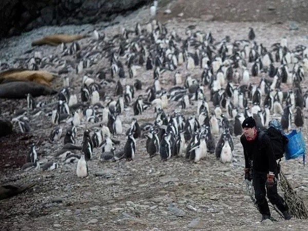 南极温度超过可怕的20度，企鹅数量锐减75%。今年对于地球也是地狱开局...（组图） - 41