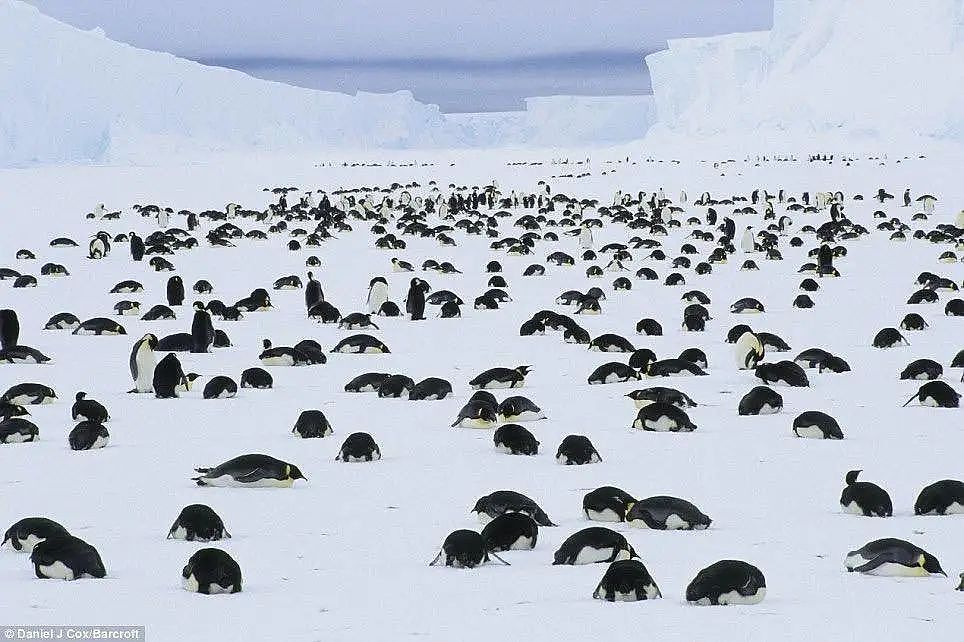 青藏高原发现28种新病毒，南北极拍下的照片让人后背发凉……（组图） - 13