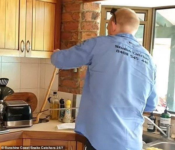 澳洲一户人家在厨房发现一条致命毒蛇 捕蛇人直呼