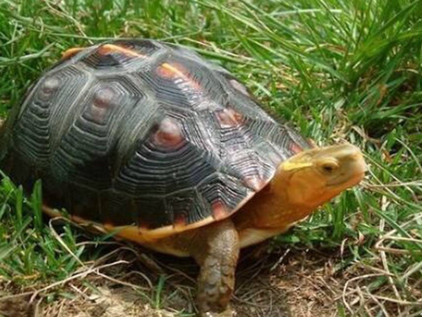 中国学者研究显示，龟类可能是传播新冠病毒的中间宿主。（微博@编辑态）