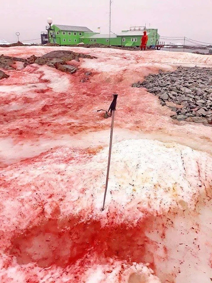 南极雪地上现出鲜血一幕，背后的真相，可怕且可悲...（组图） - 4