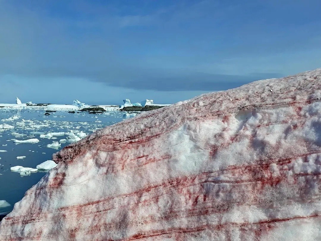 南极雪地上现出鲜血一幕，背后的真相，可怕且可悲...（组图） - 6
