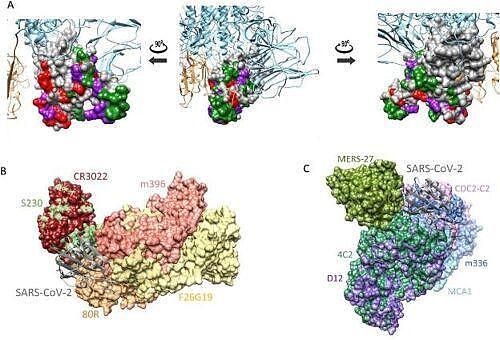 韩媒：韩国研究团队发现新冠病毒抗体，和“非典”有关！（组图） - 1