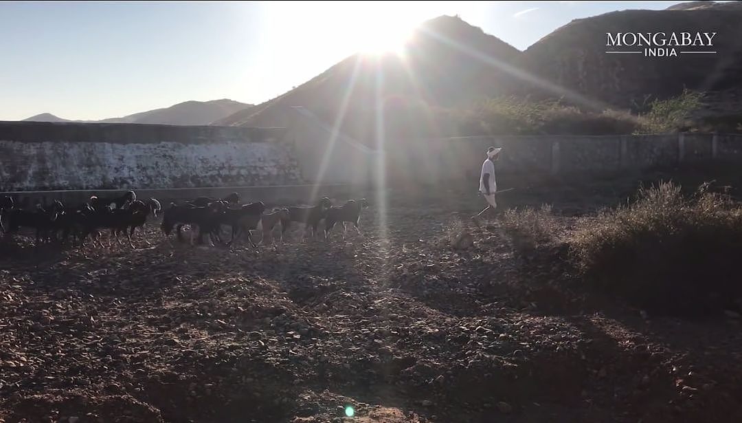 印度“最无聊夫妻”买下140000㎡荒田，给老虎住了21年后，结果令人震惊...（组图） - 20