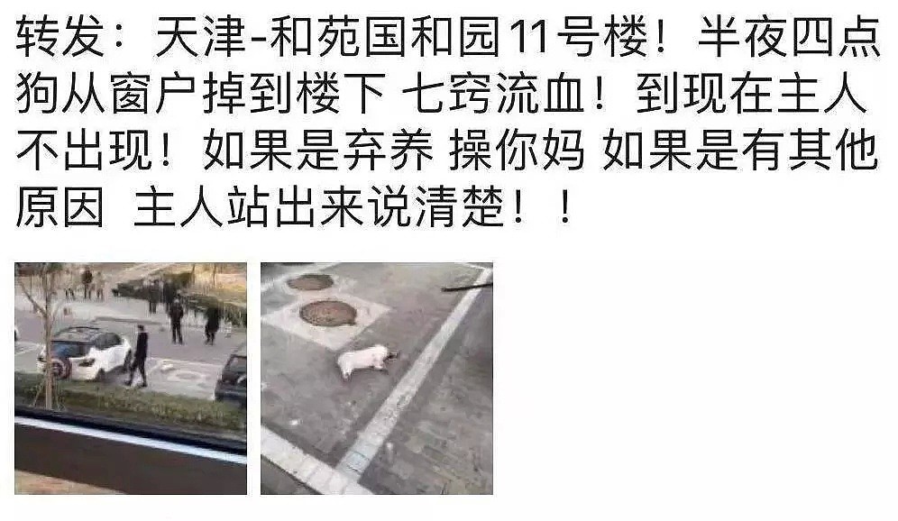 【宠物】香港确证首例狗感染新冠病毒？呵呵，真相在这里.. - 11