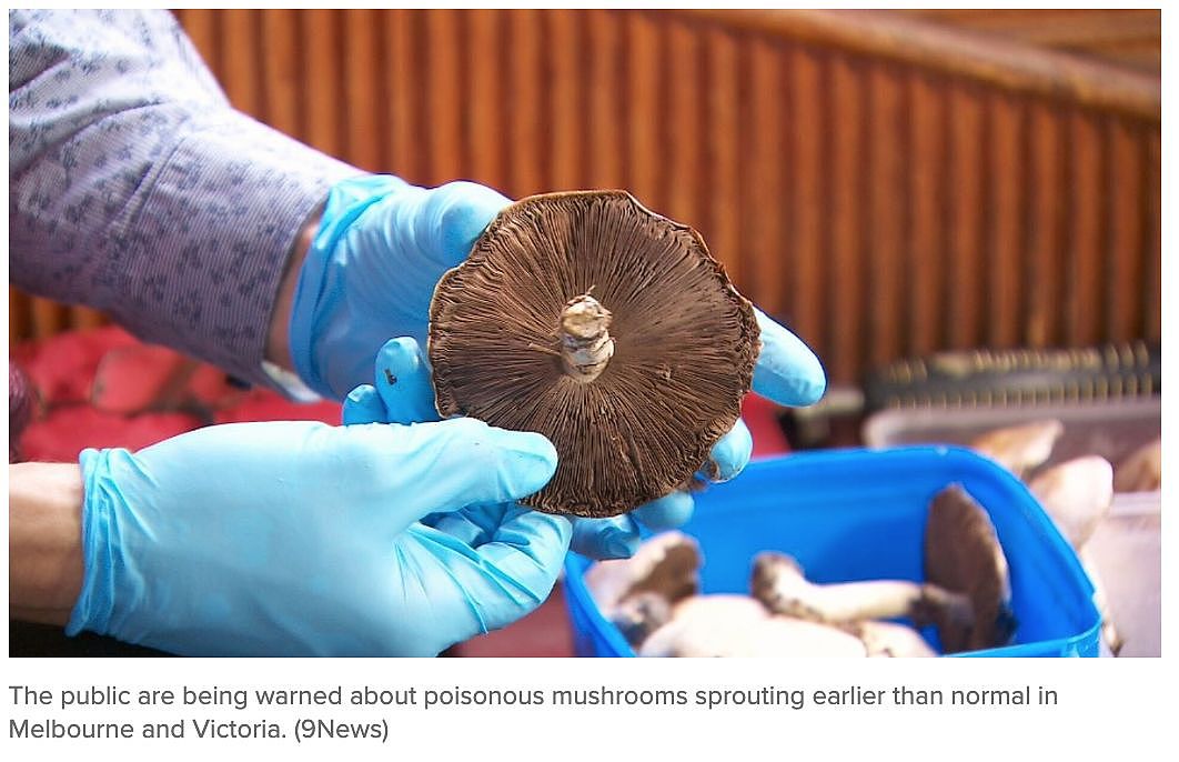 警告！全世界最毒蘑菇流入澳洲市场，误食一颗就致命！千万要当心（组图） - 2
