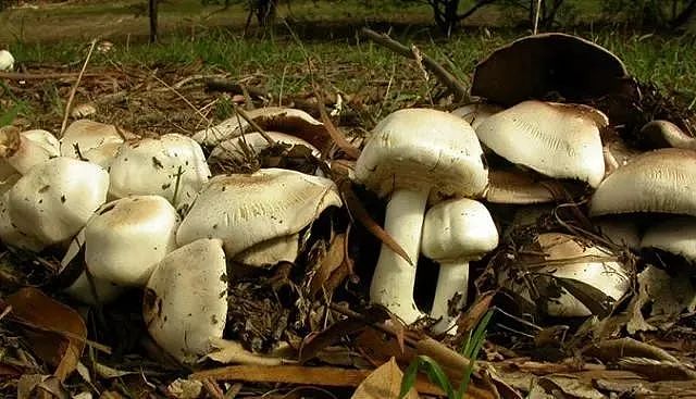 警告！全世界最毒蘑菇流入澳洲市场，误食一颗就致命！千万要当心（组图） - 12