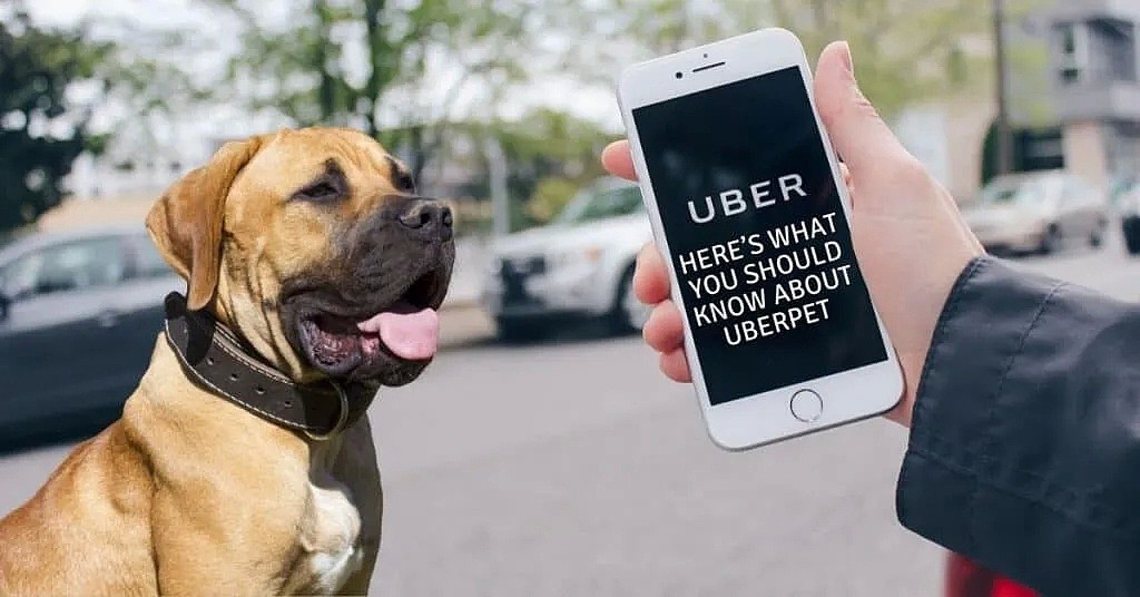 【宠物】刚刚，澳洲UberPet上线了！只要6刀，宠物也可以带上车！ - 10