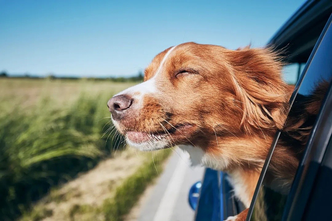 【宠物】刚刚，澳洲UberPet上线了！只要6刀，宠物也可以带上车！ - 15
