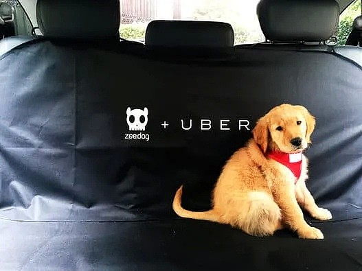 【宠物】刚刚，澳洲UberPet上线了！只要6刀，宠物也可以带上车！ - 13