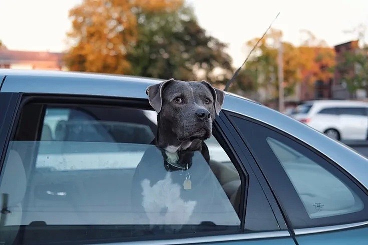 【宠物】刚刚，澳洲UberPet上线了！只要6刀，宠物也可以带上车！ - 12