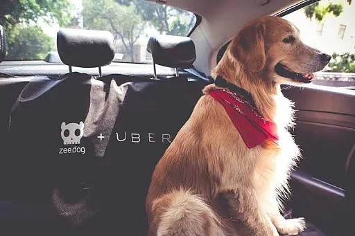 【宠物】刚刚，澳洲UberPet上线了！只要6刀，宠物也可以带上车！ - 16