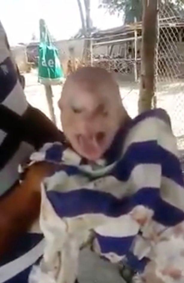 英媒：委内瑞拉新生小猪长着奇妙“人脸”，眼睛、“头发”都像人