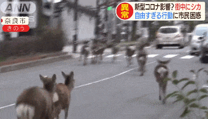 游客骤减，没有仙贝吃的奈良小鹿啃光了街道上所有花草！（组图） - 6