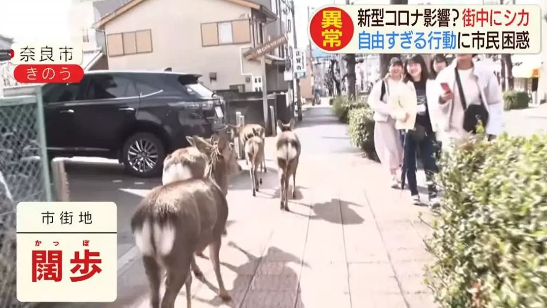 游客骤减，没有仙贝吃的奈良小鹿啃光了街道上所有花草！（组图） - 4