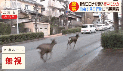 游客骤减，没有仙贝吃的奈良小鹿啃光了街道上所有花草！（组图） - 5