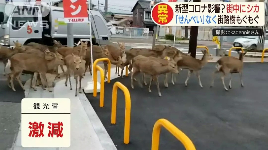 游客骤减，没有仙贝吃的奈良小鹿啃光了街道上所有花草！（组图） - 3