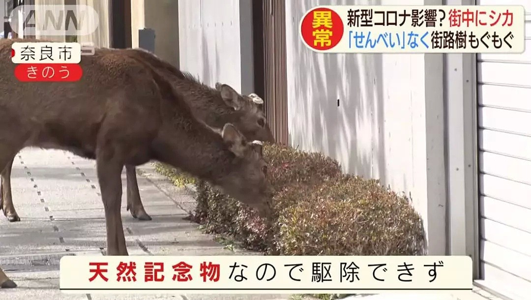 游客骤减，没有仙贝吃的奈良小鹿啃光了街道上所有花草！（组图） - 9