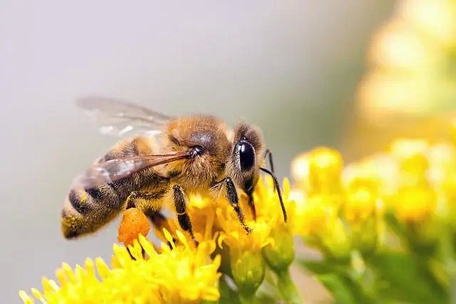 疫情下的又一个大自然警钟：有多少蜜蜂，将活不过这个春天…（组图） - 5