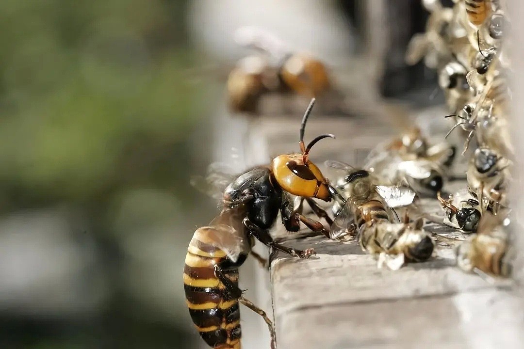 疫情下的又一个大自然警钟：有多少蜜蜂，将活不过这个春天…（组图） - 8
