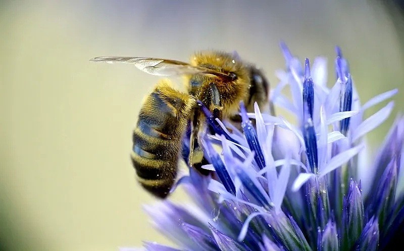 疫情下的又一个大自然警钟：有多少蜜蜂，将活不过这个春天…（组图） - 9
