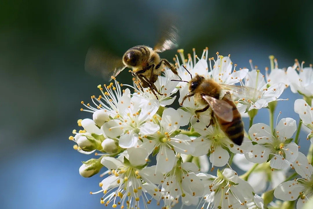 疫情下的又一个大自然警钟：有多少蜜蜂，将活不过这个春天…（组图） - 14