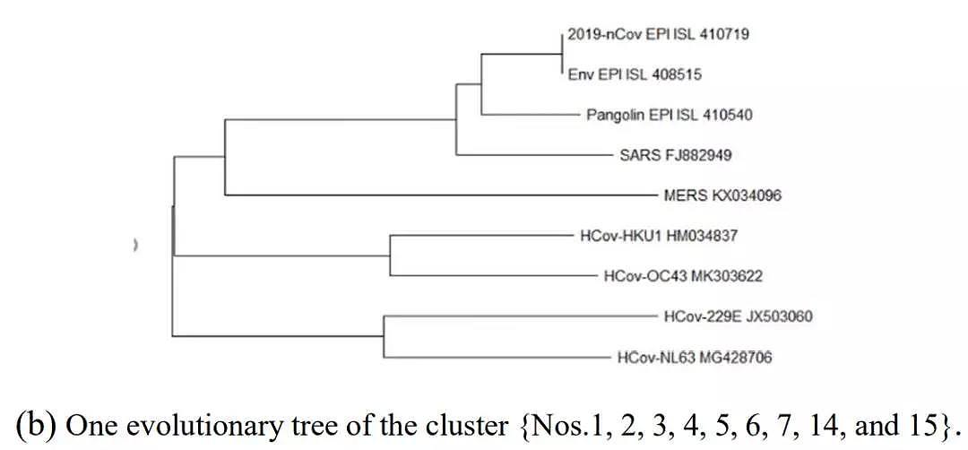 21个国家377个全基因组分析：探究新冠病毒起源，重大突变及进化关系（组图） - 19