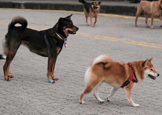 【宠物】突发：全球第二只狗在新冠病毒测试中呈阳性 - 1