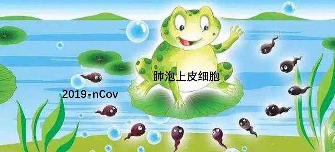 一文看懂：新冠患者到底是自愈的 还是被治愈的（图） - 7