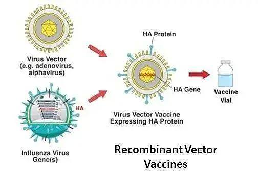中美两国已研发疫苗并临床测试，我们认真地来聊聊新冠疫苗（组图） - 12