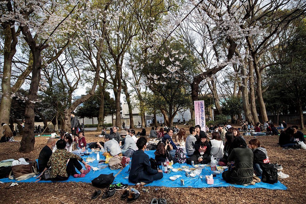 上周日在东京上野公园观赏樱花的人们。