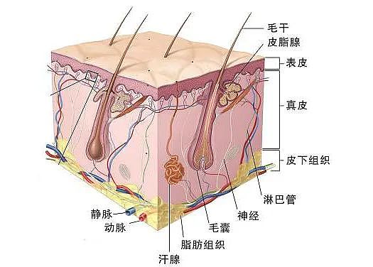 【美容】让姑娘们更显水嫩的秘密，都在这个日常保养方式里（组图） - 3