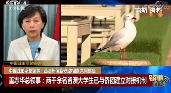 董志华总领事接受中央电视台中文国际频道《中国新闻》节目“领事在线”连线采访 - 2