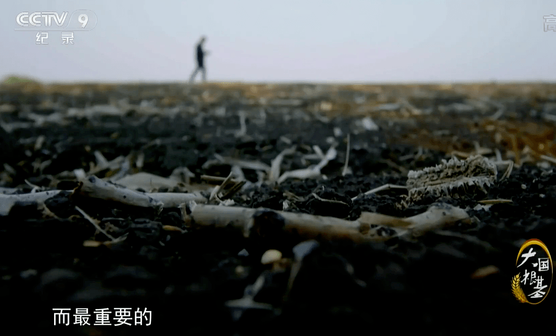 疫情恐引发粮食危机，中国的“秘密武器”藏不住了…（组图） - 37